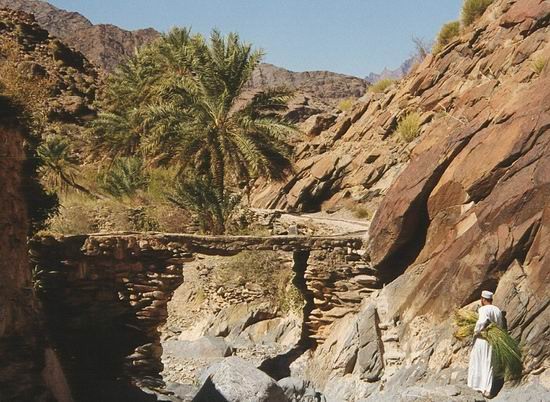 Mohammeds falaj baerer graes ved broen.jpg (42612 by
tes)