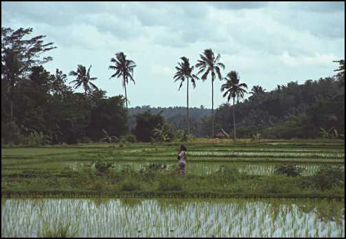 Kvinde gaar over rismarkerne.jpg (22707 bytes)