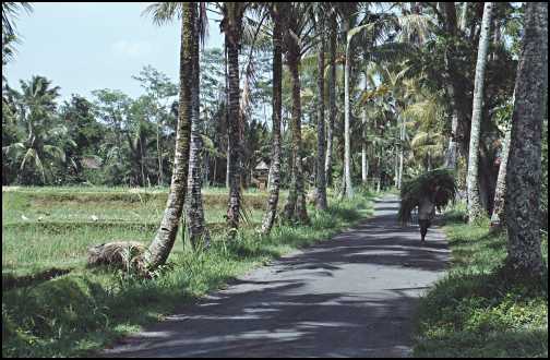 Bonde med graes paa hovedet paa vej mellem kokospalmer.jpg (33658 bytes)